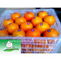 Navel Orange 65mm